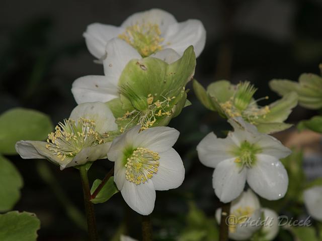 Helleborus niger.JPG